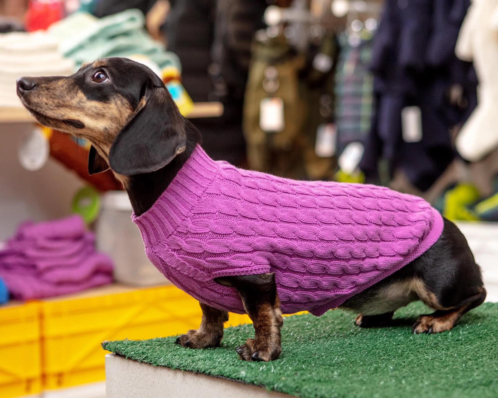 The Uptown Cable Knit Sweater in Radiant Orchid American Cotton (Made in NYC)